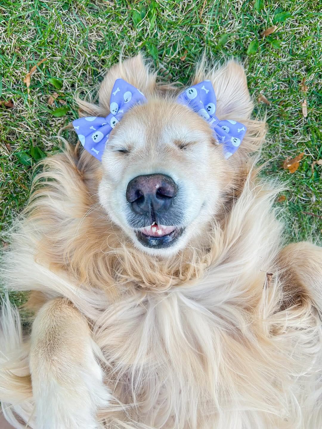 Post 10 by Jojo’s Pet Store on Instagram (image)