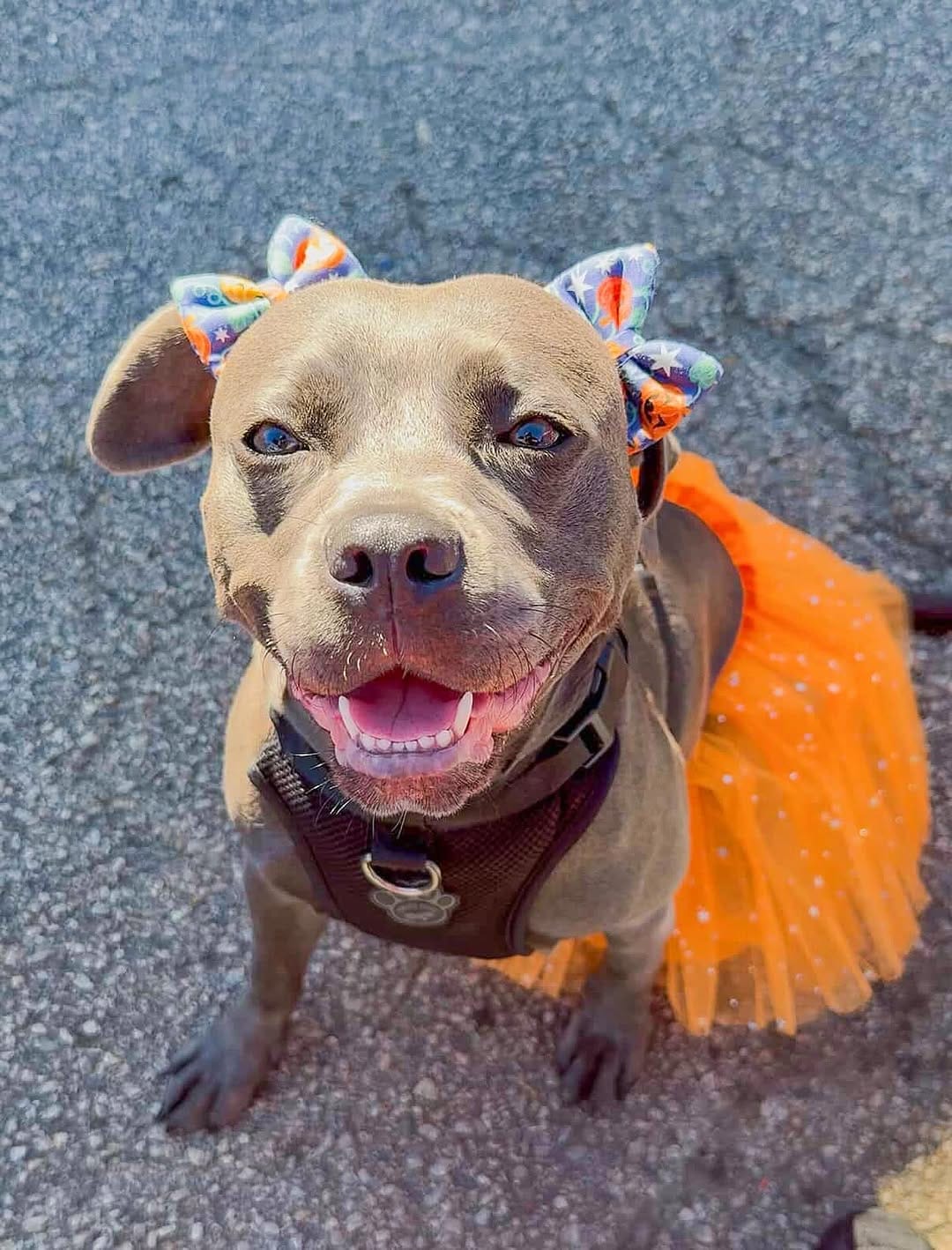 Post 2 by Jojo’s Pet Store on Instagram (image)