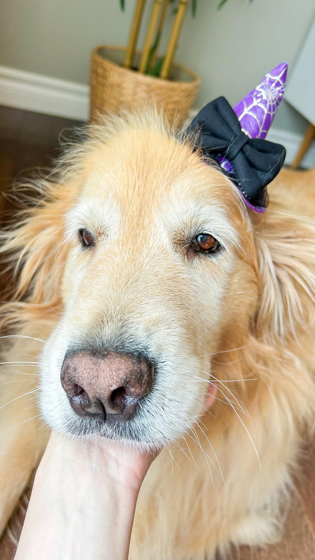 Post 8 by Jojo’s Pet Store on Instagram (video)