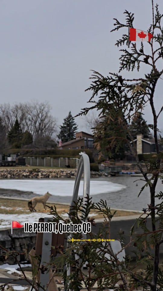 Post 9 by Sanndy Bose 🇨🇦 on Instagram (video)