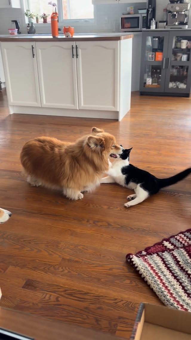 Post 2 by Ripley & Monica! 💖 on Instagram (video)