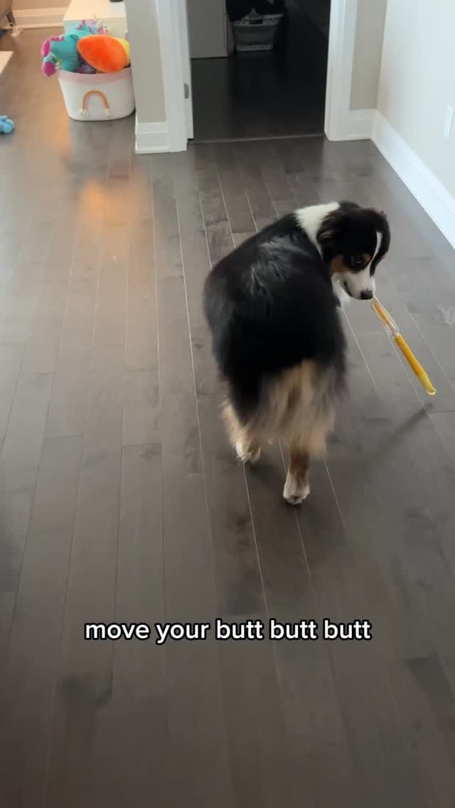 Post 6 by AIKO & NARA 🐾 on Instagram (video)