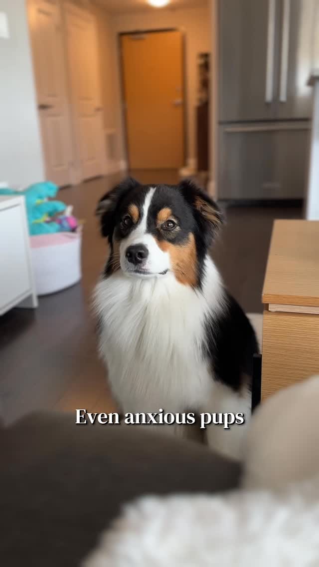 Post 3 by AIKO & NARA 🐾 on Instagram (video)
