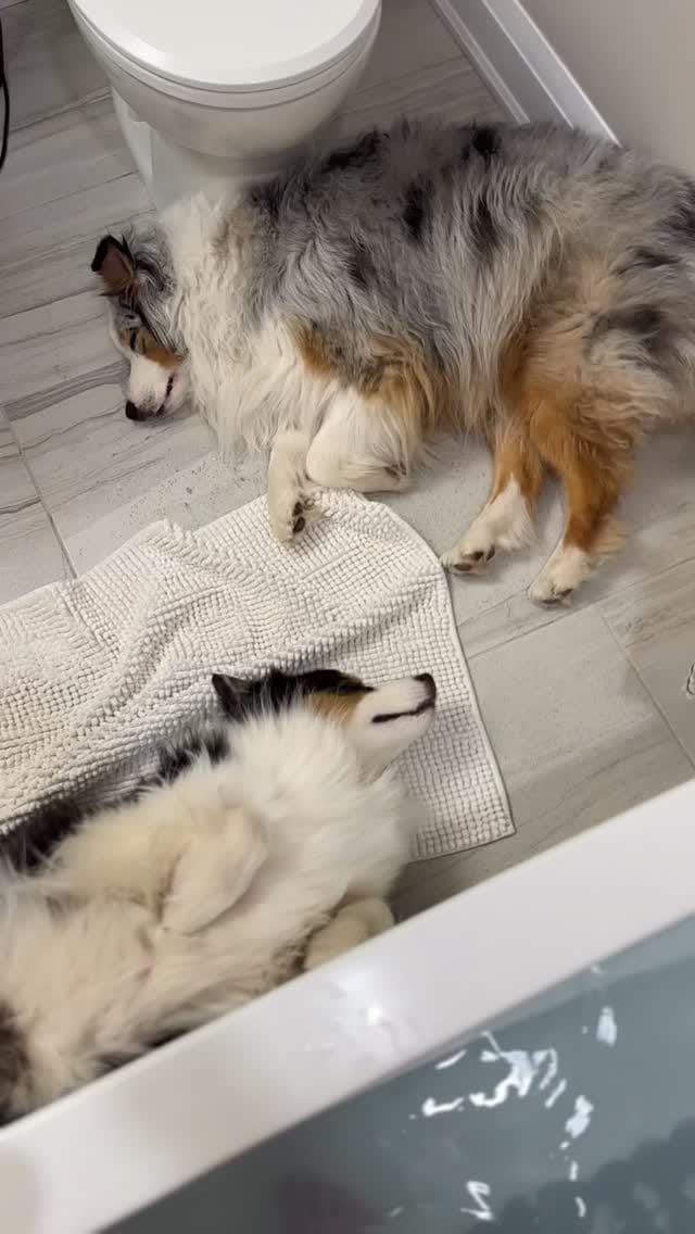 Post 7 by AIKO & NARA 🐾 on Instagram (video)