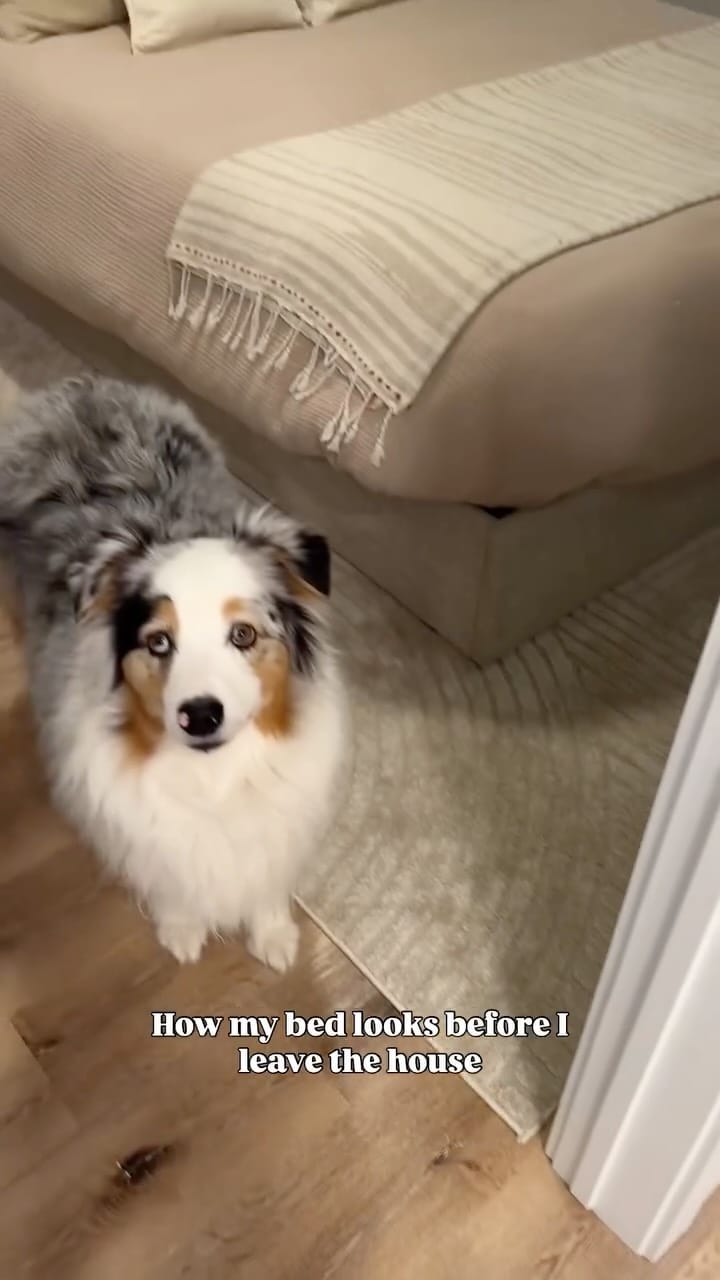 Post 2 by AIKO & NARA 🐾 on Instagram (video)