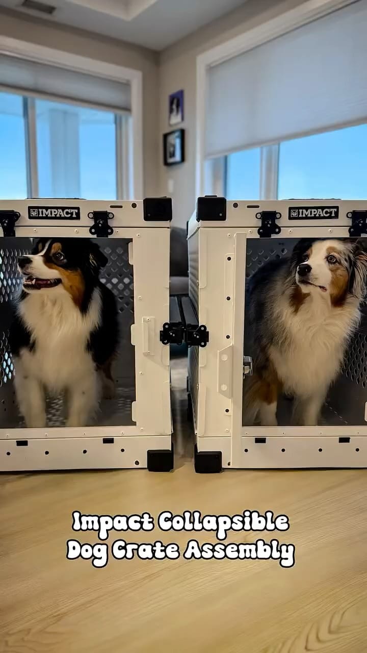Post 4 by AIKO & NARA 🐾 on Instagram (video)
