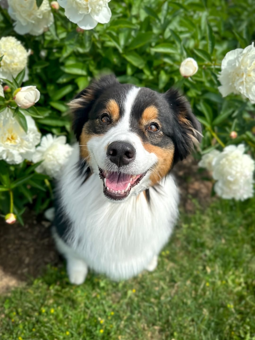 Post 8 by AIKO & NARA 🐾 on Instagram (image)