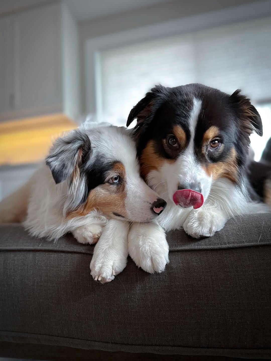 Post 9 by AIKO & NARA 🐾 on Instagram (image)