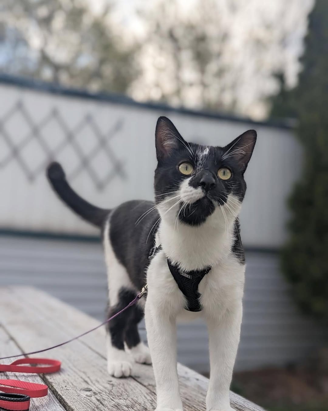 Post 9 by Mike & Boris | Cat tricks on Instagram (image)