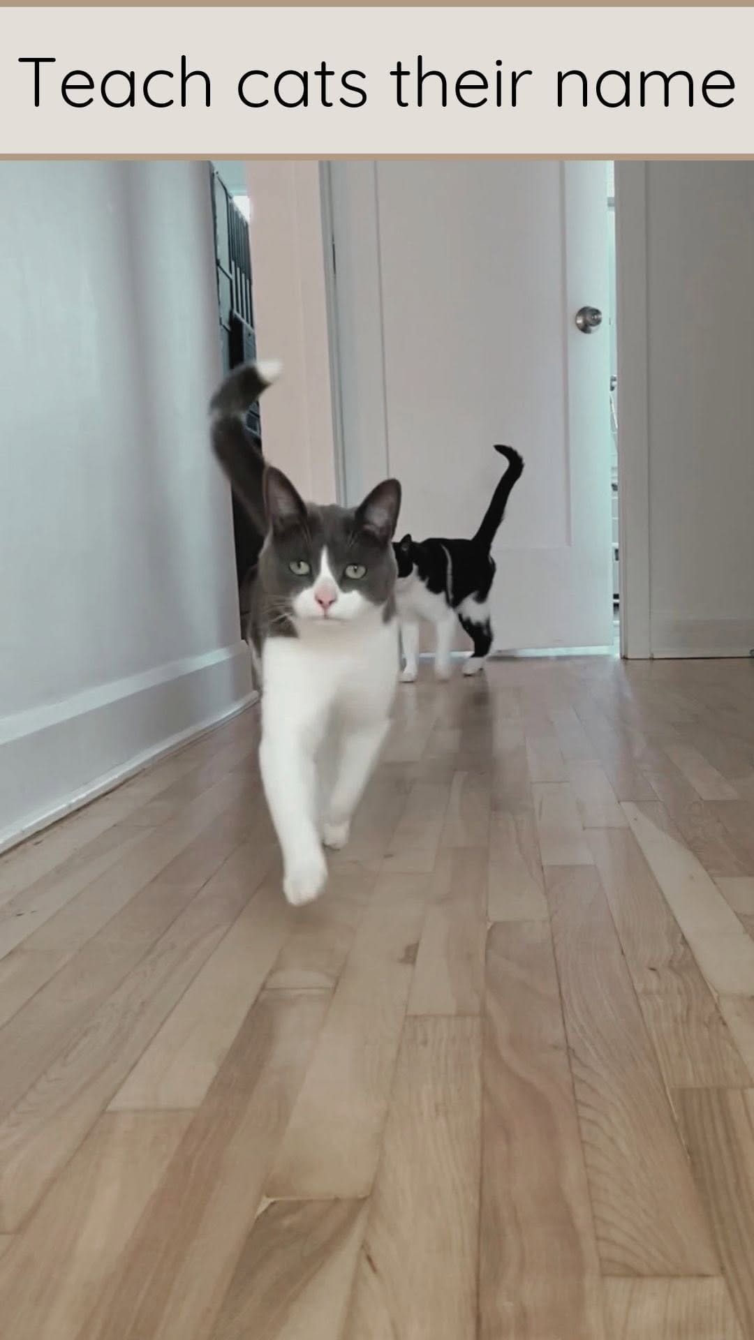 Post 2 by Mike & Boris | Cat tricks on Instagram (video)