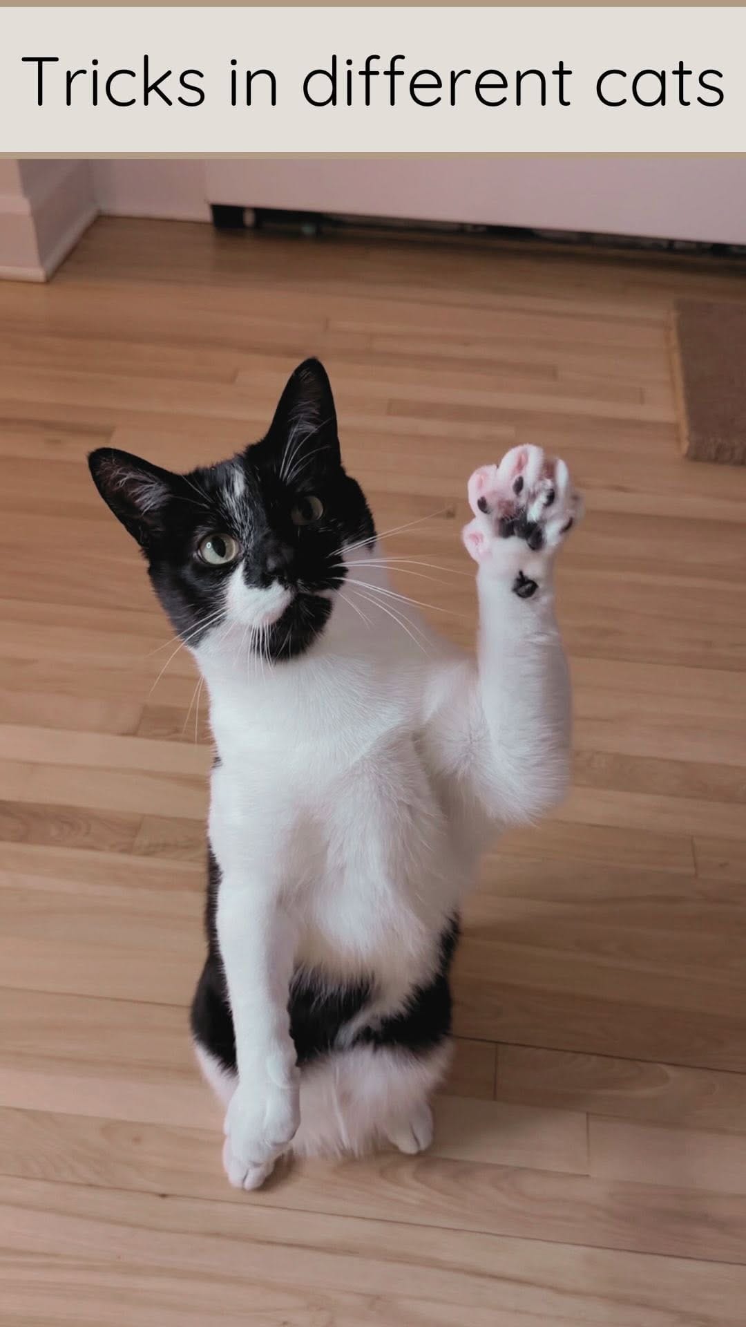 Post 4 by Mike & Boris | Cat tricks on Instagram (video)