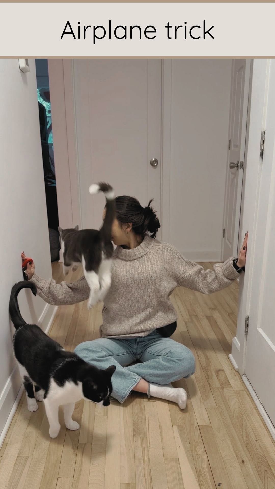 Post 5 by Mike & Boris | Cat tricks on Instagram (video)
