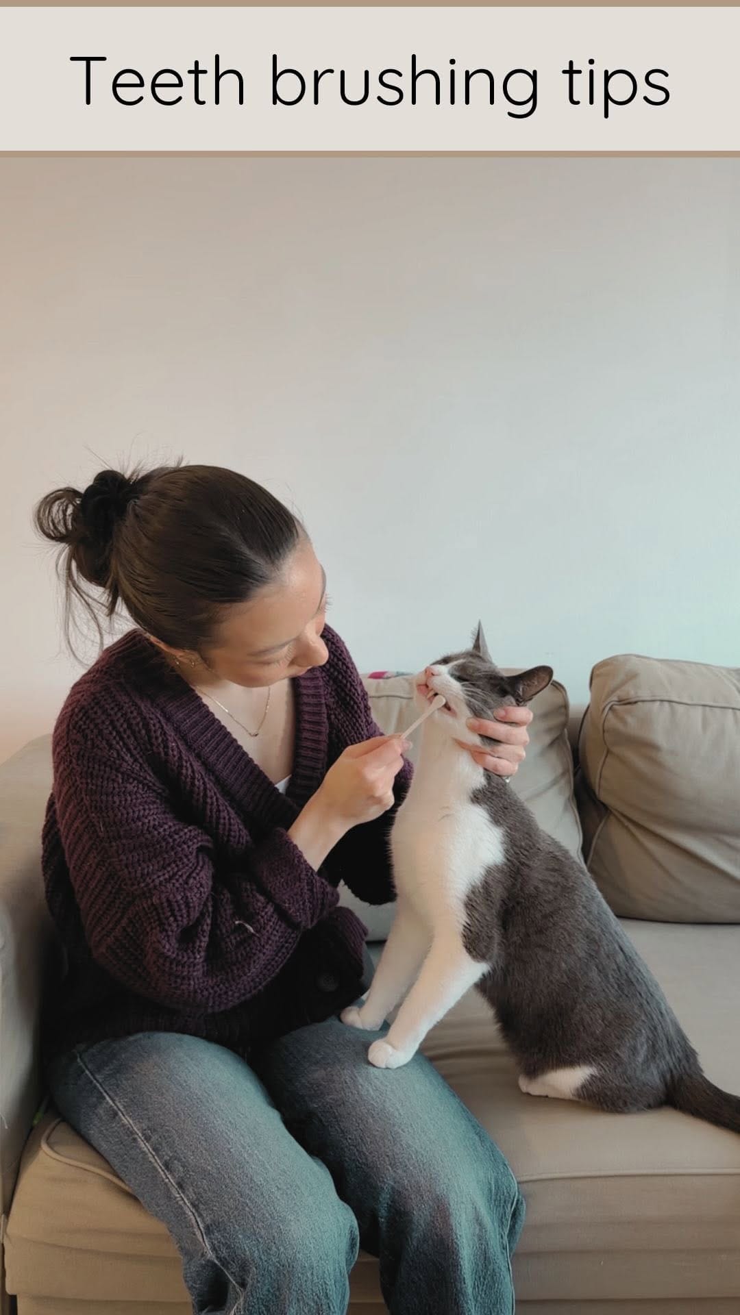 Post 6 by Mike & Boris | Cat tricks on Instagram (video)
