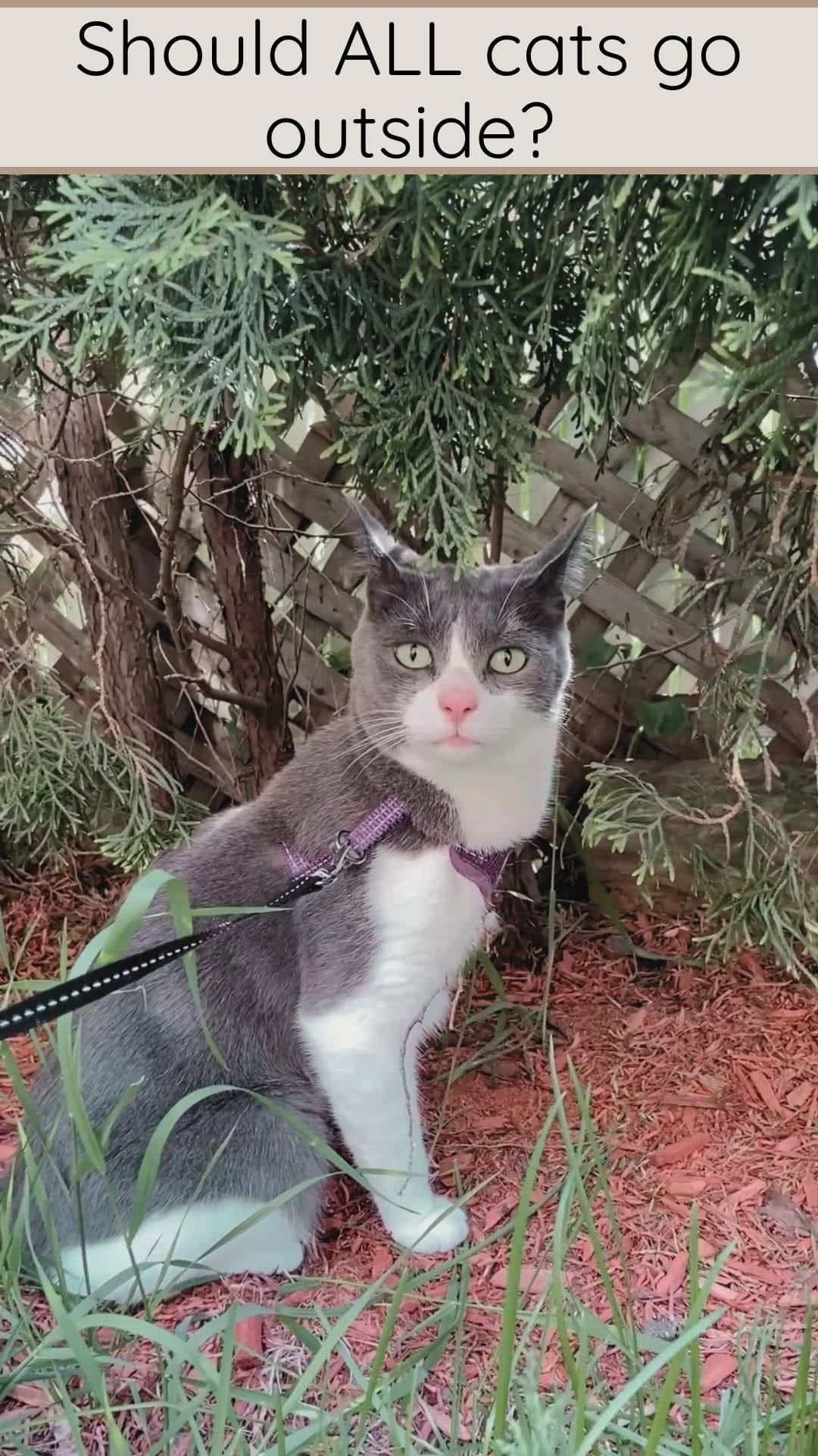Post 1 by Mike & Boris | Cat tricks on Instagram (video)