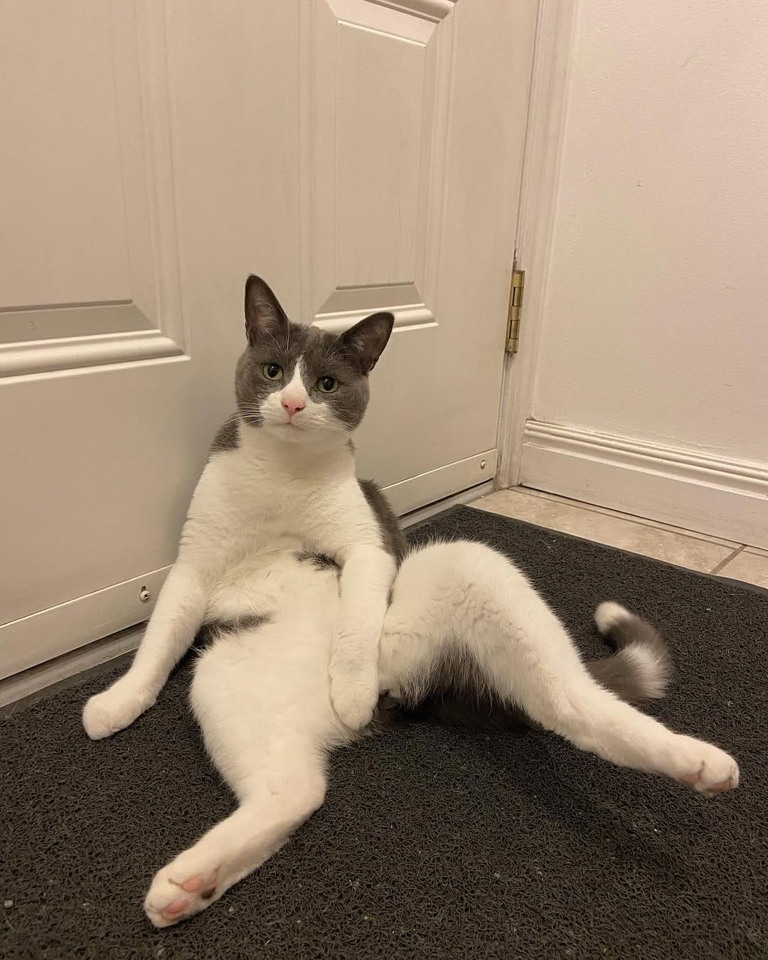 Post 10 by Mike & Boris | Cat tricks on Instagram (image)