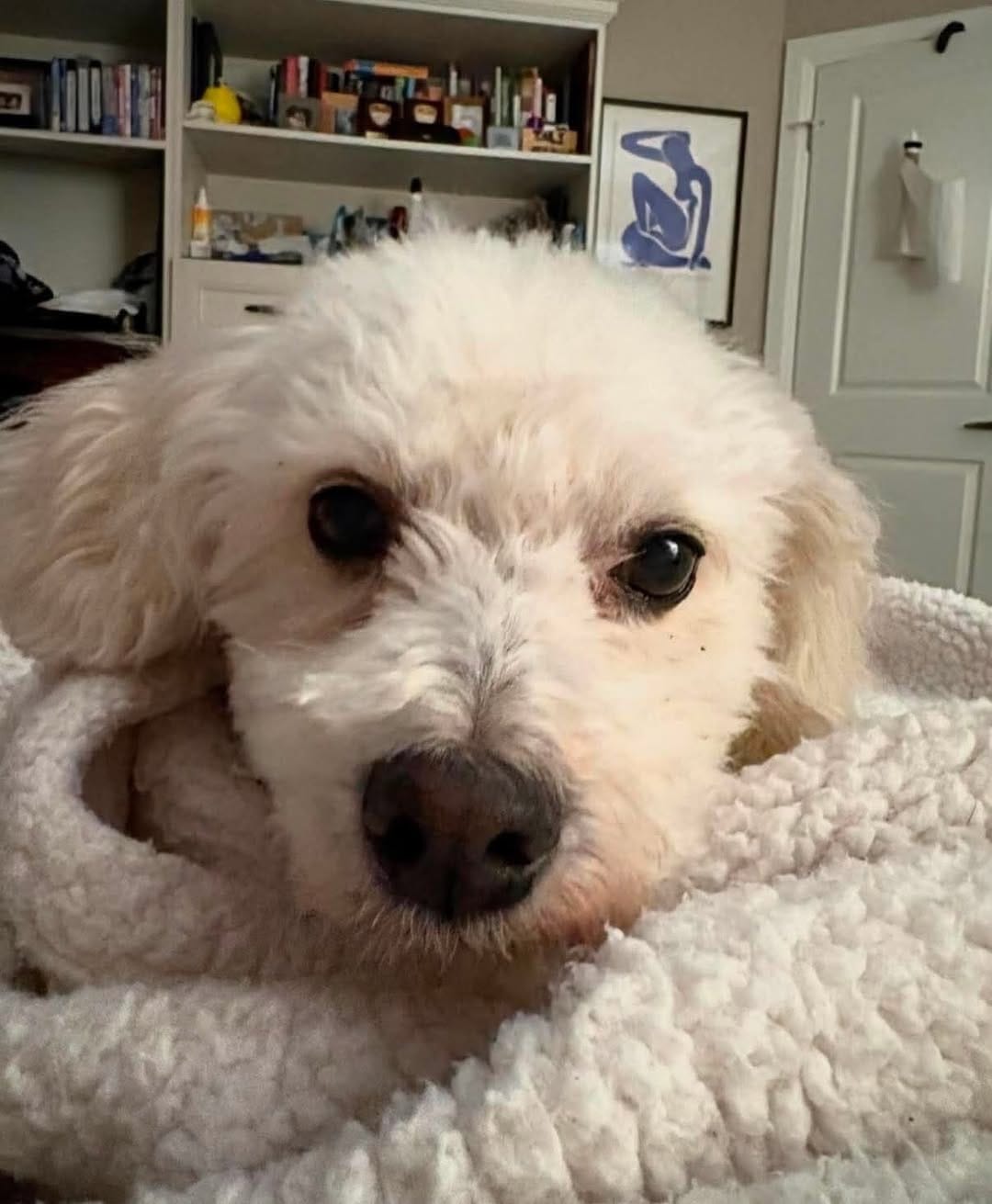 Post 3 by Just Paws Animal Rescue on Instagram (carousel)