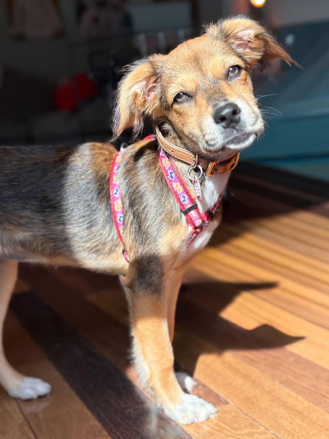 Post 2 by Just Paws Animal Rescue on Instagram (carousel)