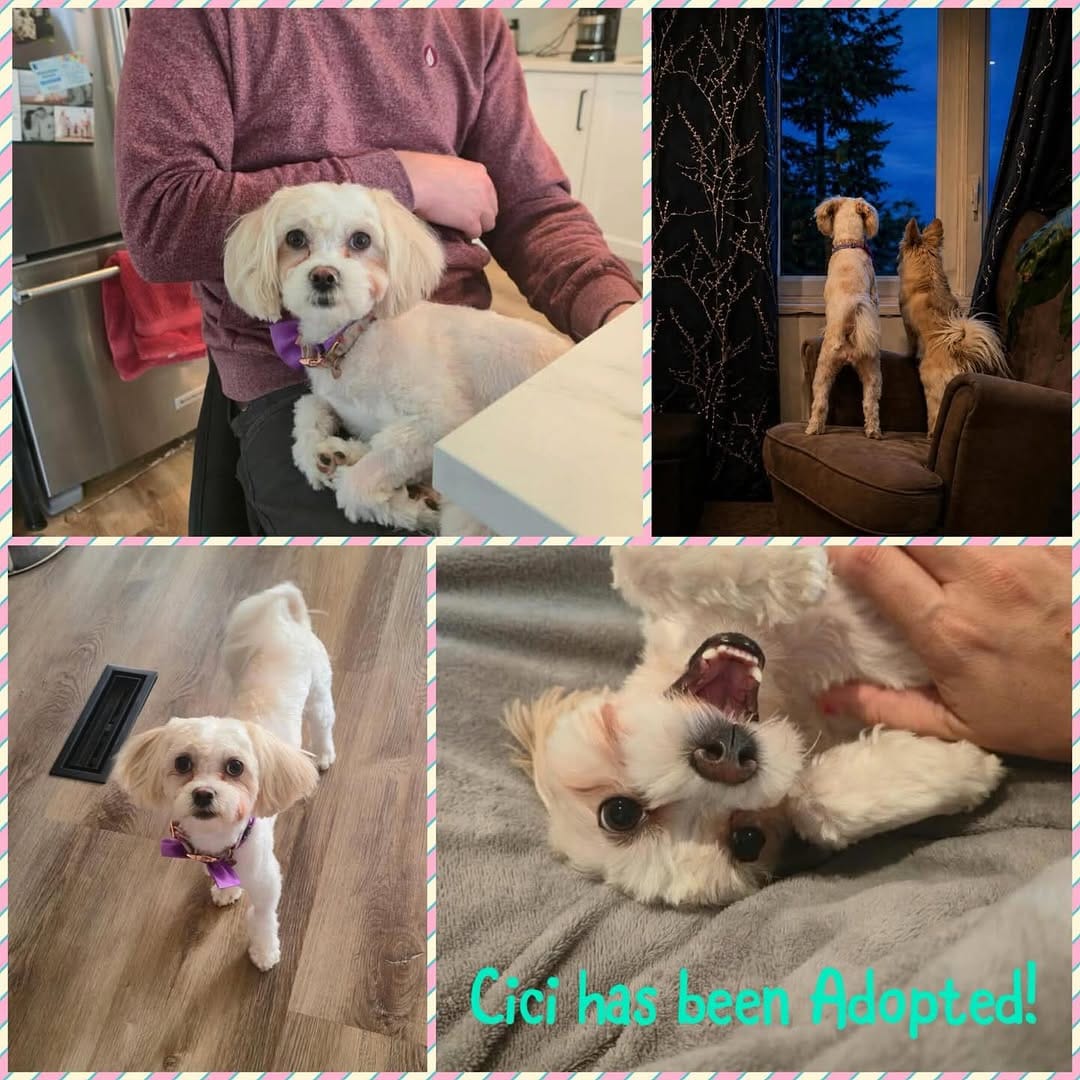 Post 8 by Just Paws Animal Rescue on Instagram (image)