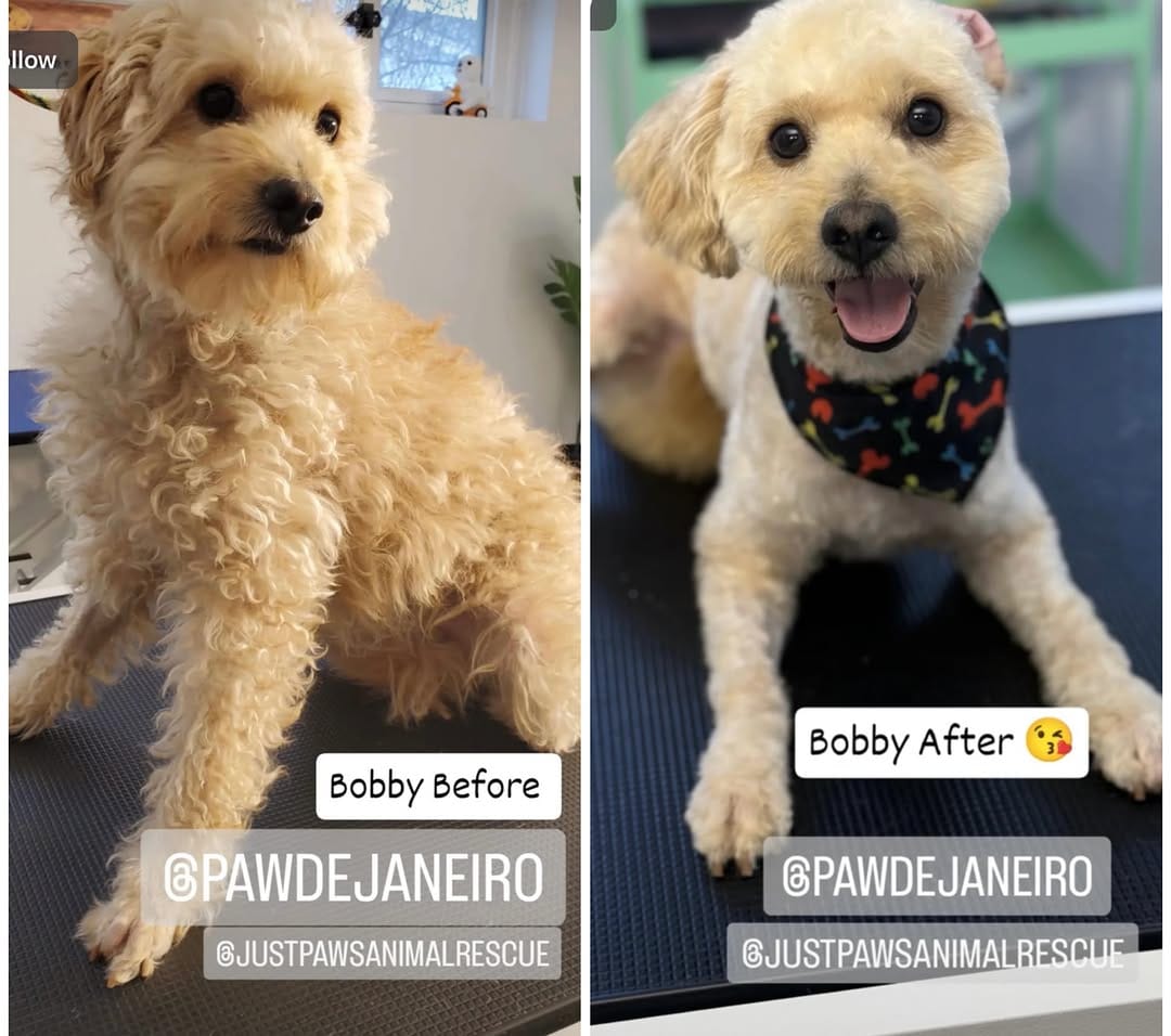 Post 4 by Just Paws Animal Rescue on Instagram (image)