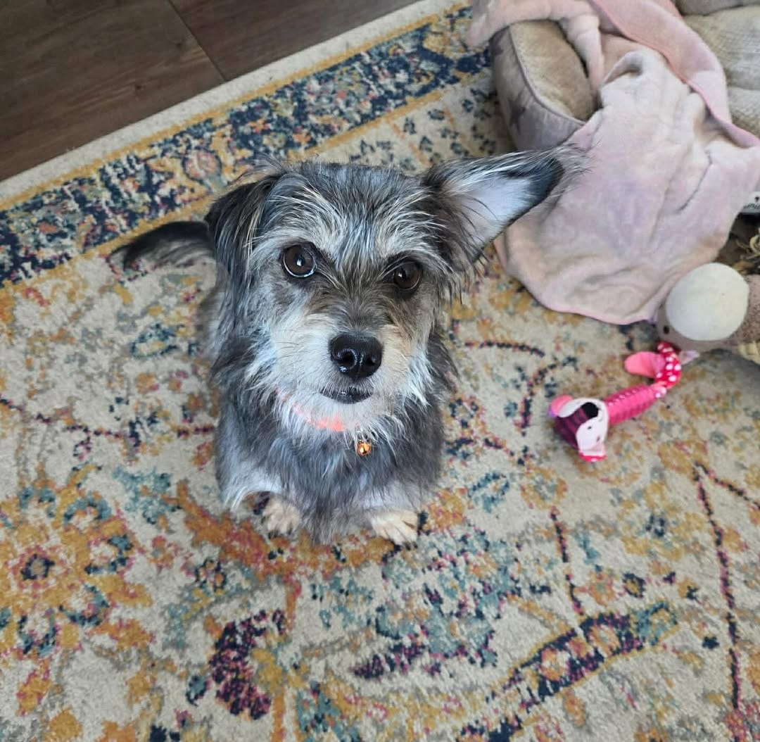 Post 6 by Just Paws Animal Rescue on Instagram (carousel)