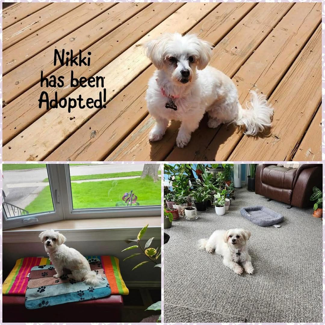 Post 7 by Just Paws Animal Rescue on Instagram (image)