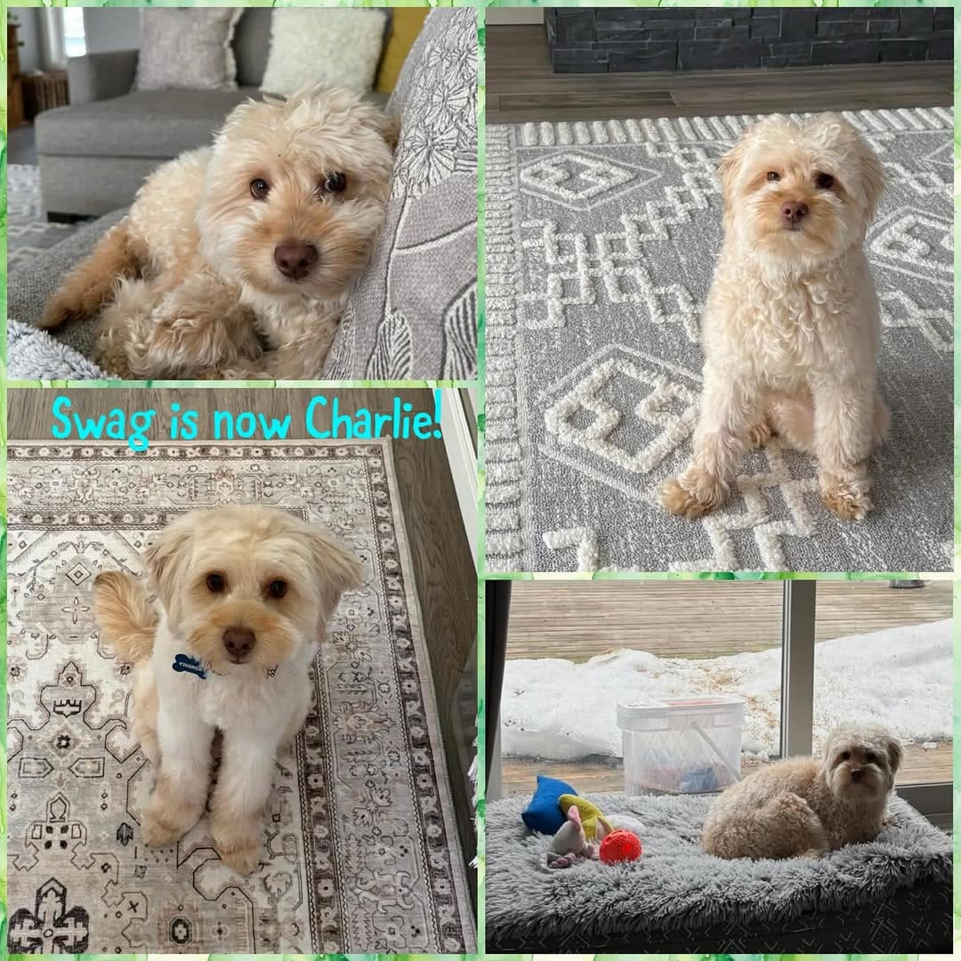 Post 10 by Just Paws Animal Rescue on Instagram (image)