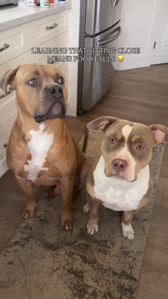 Post 2 by Pure Pitbullz on Instagram (video)