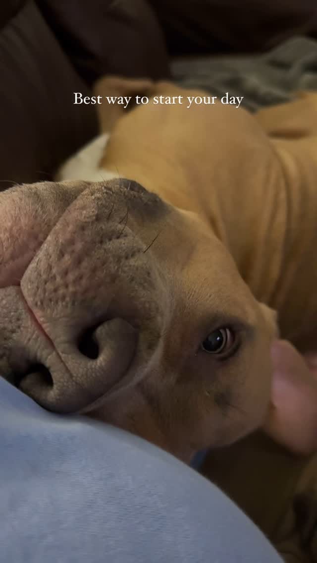 Post 9 by Pure Pitbullz on Instagram (video)