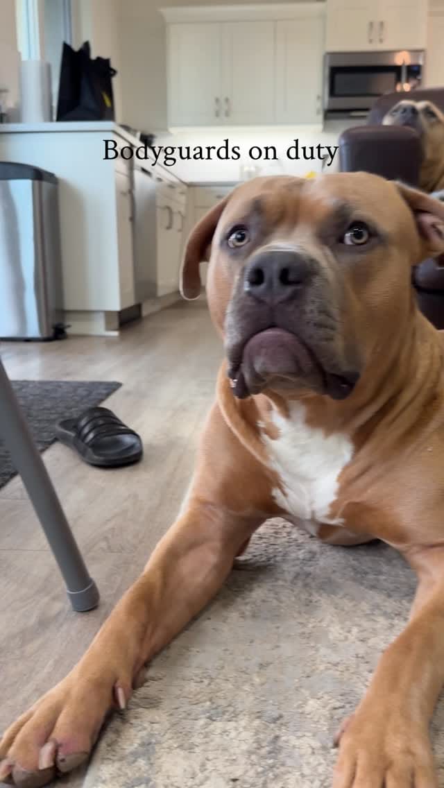Post 3 by Pure Pitbullz on Instagram (video)