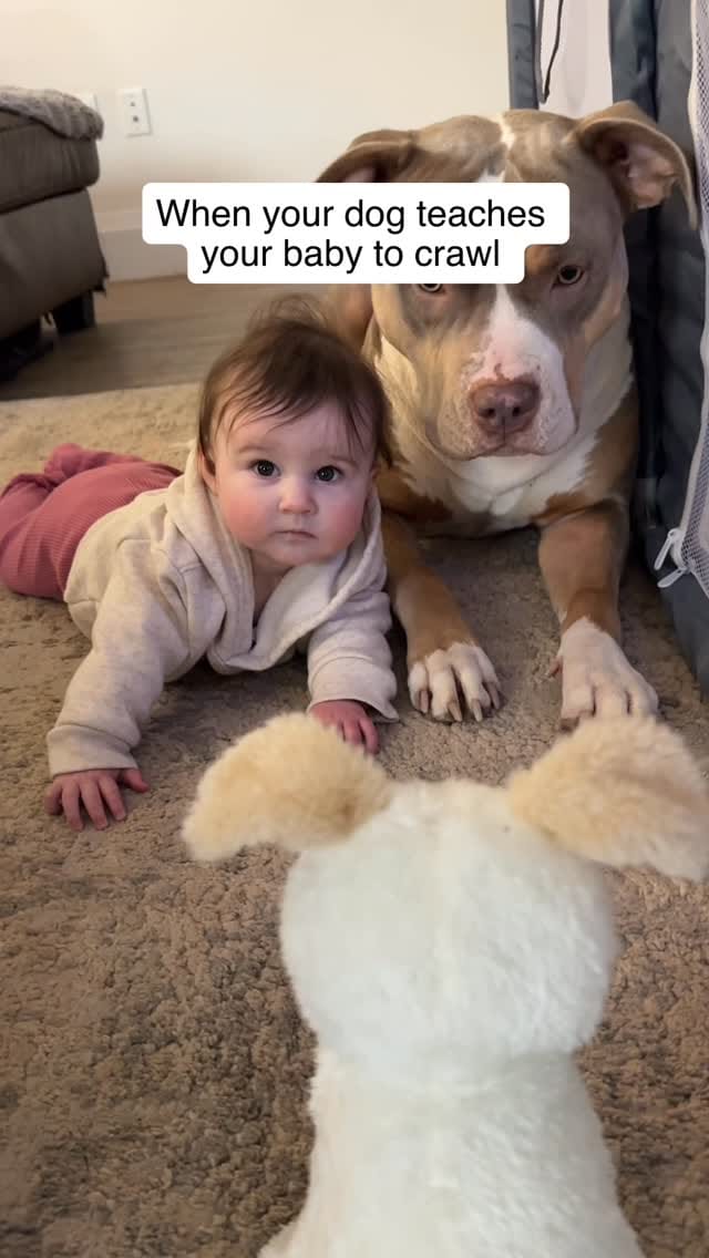 Post 1 by Pure Pitbullz on Instagram (video)