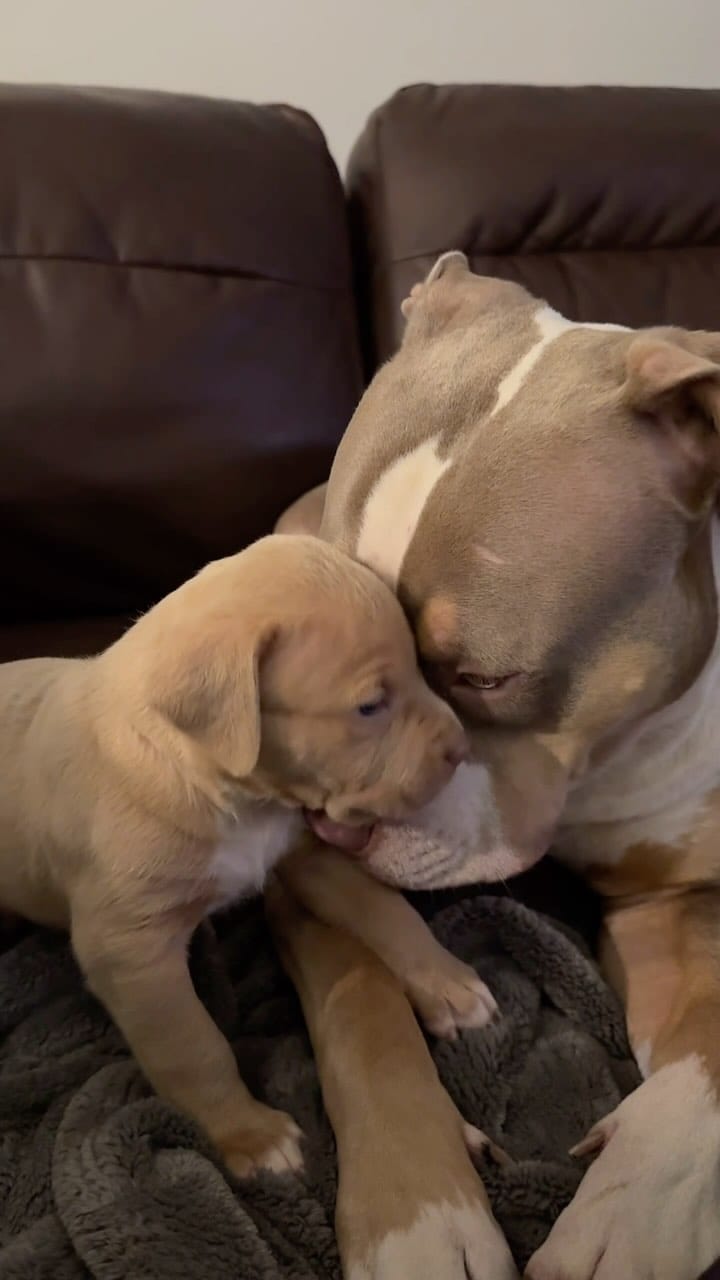 Post 8 by Pure Pitbullz on Instagram (video)
