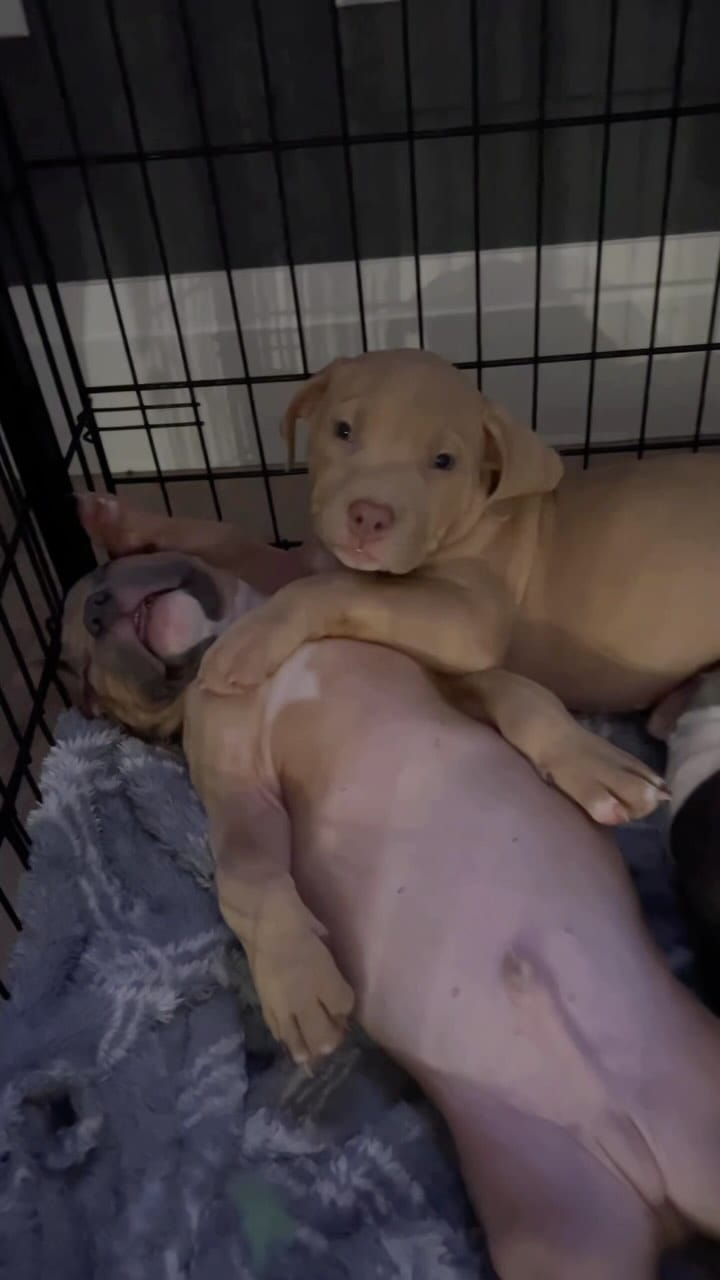 Post 10 by Pure Pitbullz on Instagram (video)