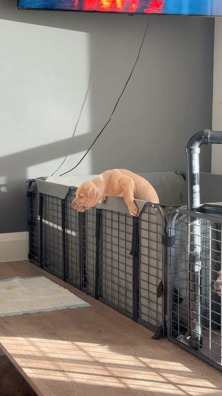 Post 6 by Pure Pitbullz on Instagram (video)