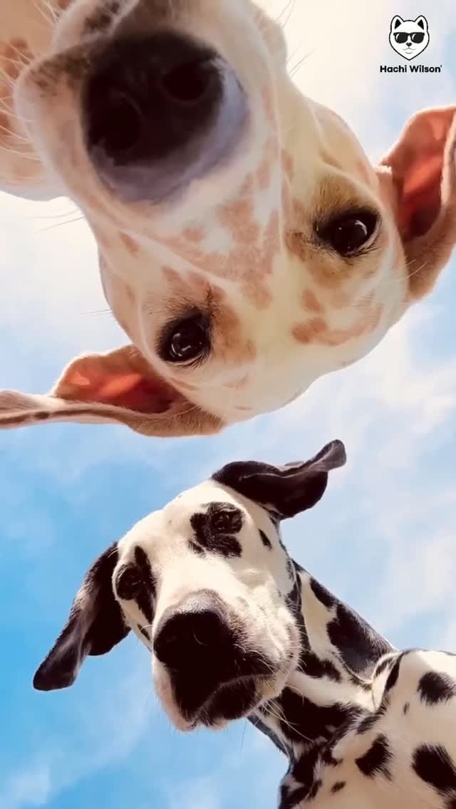 Post 1 by Hachi Wilson on Instagram (video)