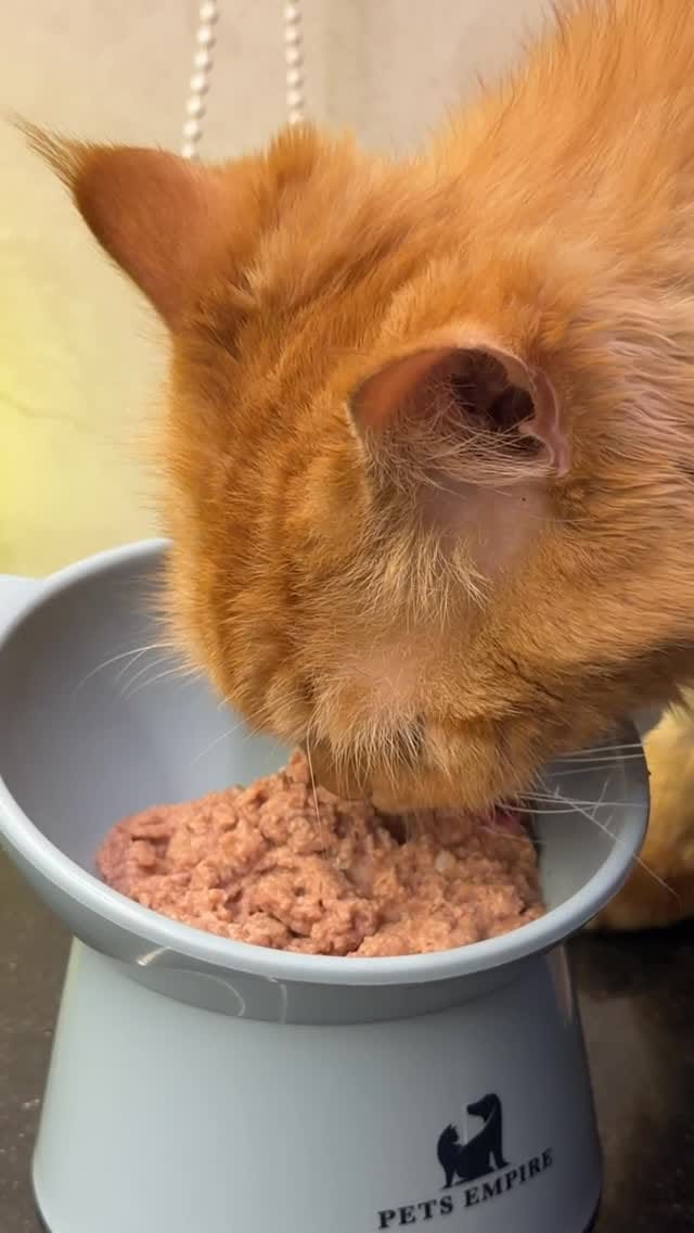 Post 5 by Hachi Wilson on Instagram (video)