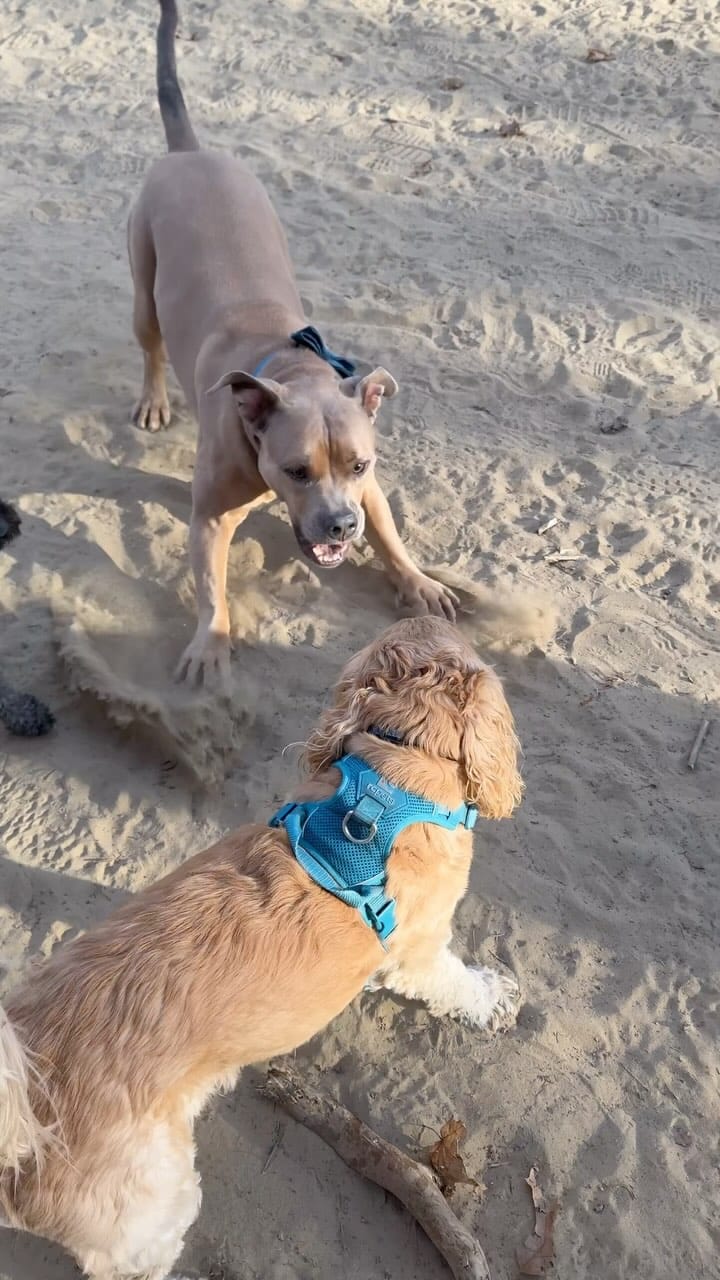 Post 6 by We Will Walk You on Instagram (video)