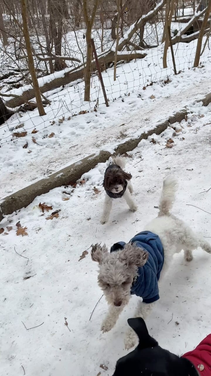 Post 5 by We Will Walk You on Instagram (video)