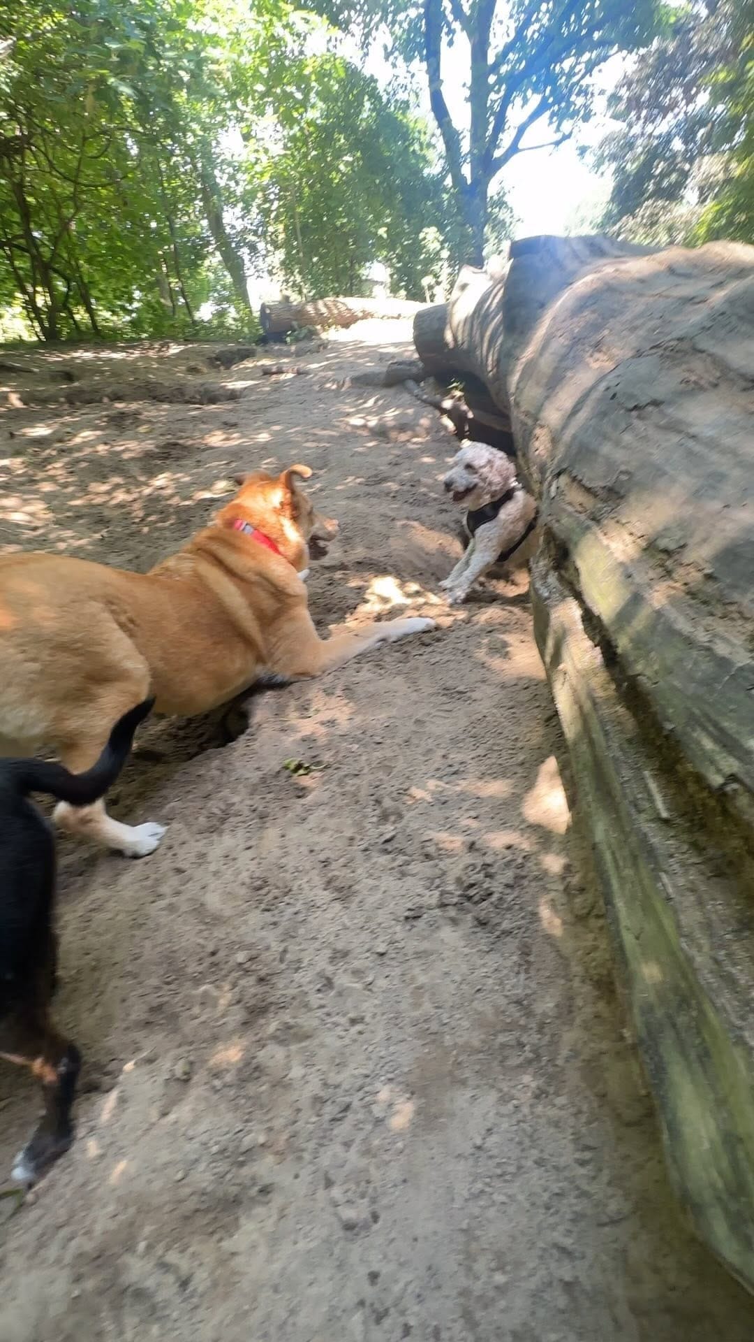 Post 9 by We Will Walk You on Instagram (video)