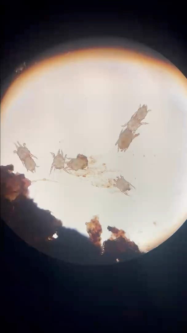 Post 6 by Animal Hospital Of High Park on Instagram (video)