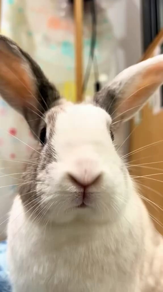 Post 1 by Animal Hospital Of High Park on Instagram (video)
