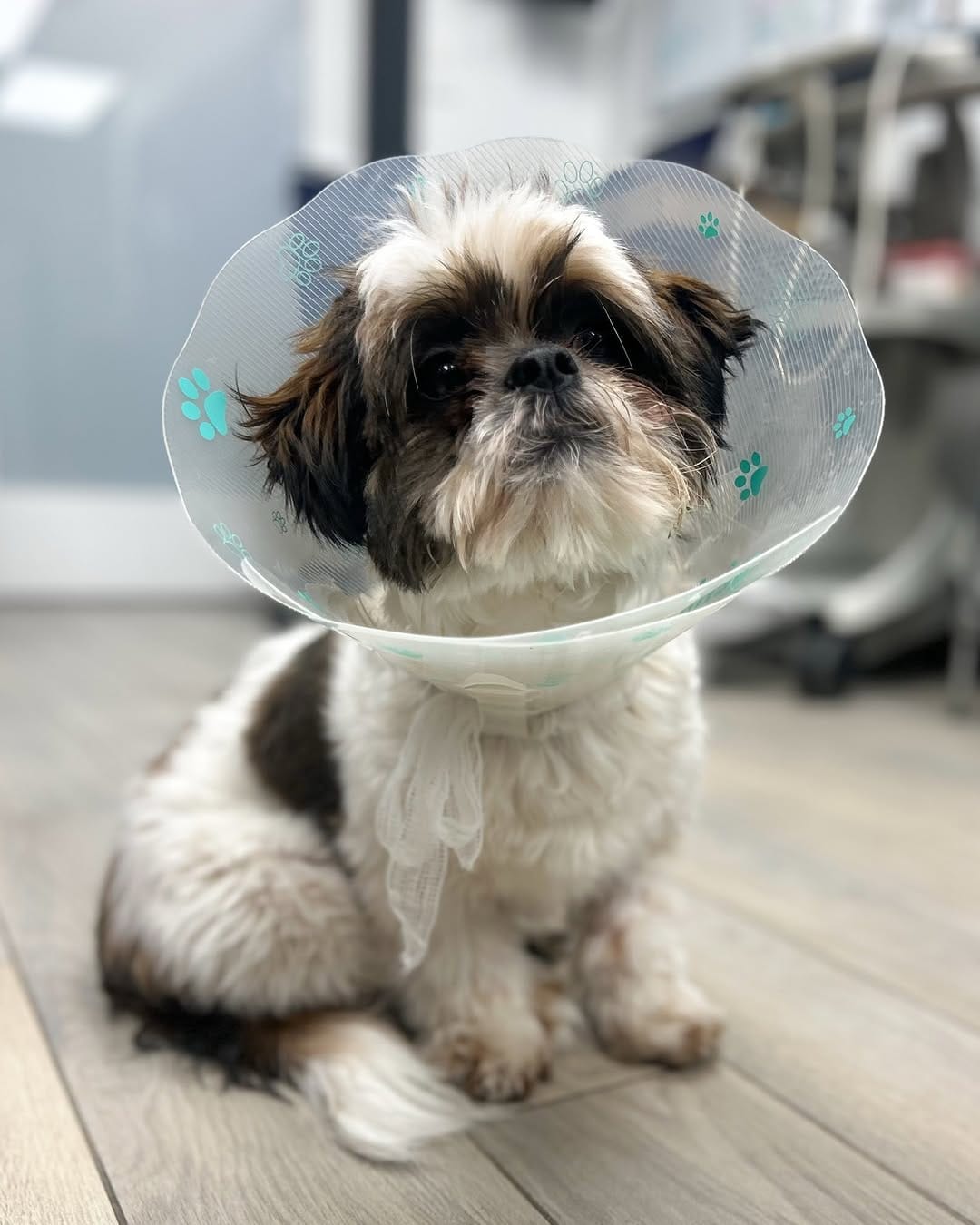 Post 8 by Animal Hospital Of High Park on Instagram (image)