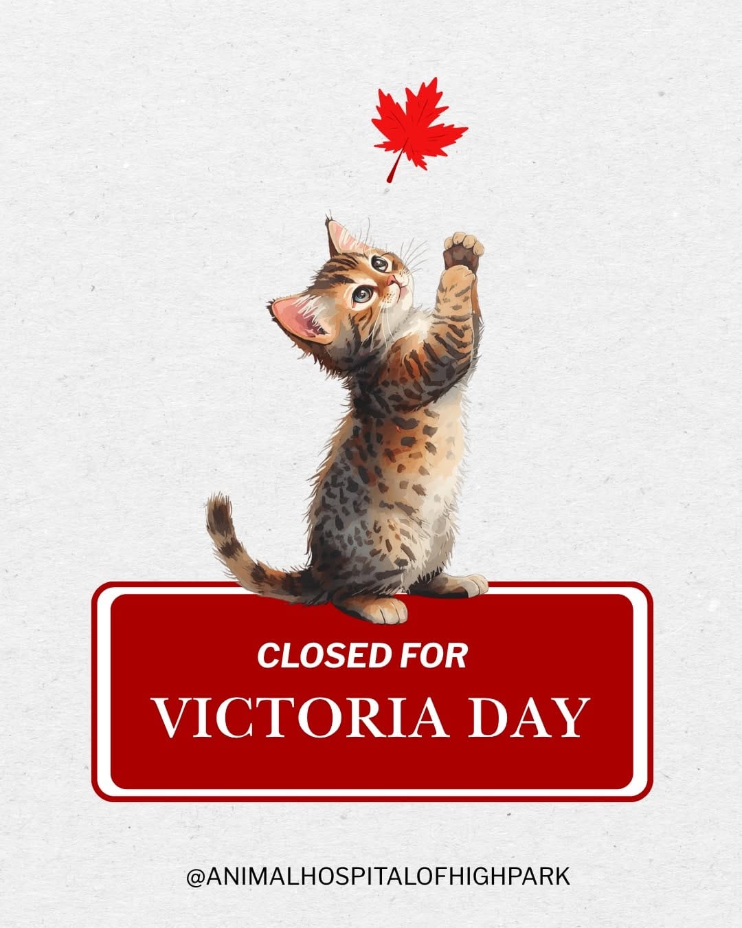 Post 5 by Animal Hospital Of High Park on Instagram (image)