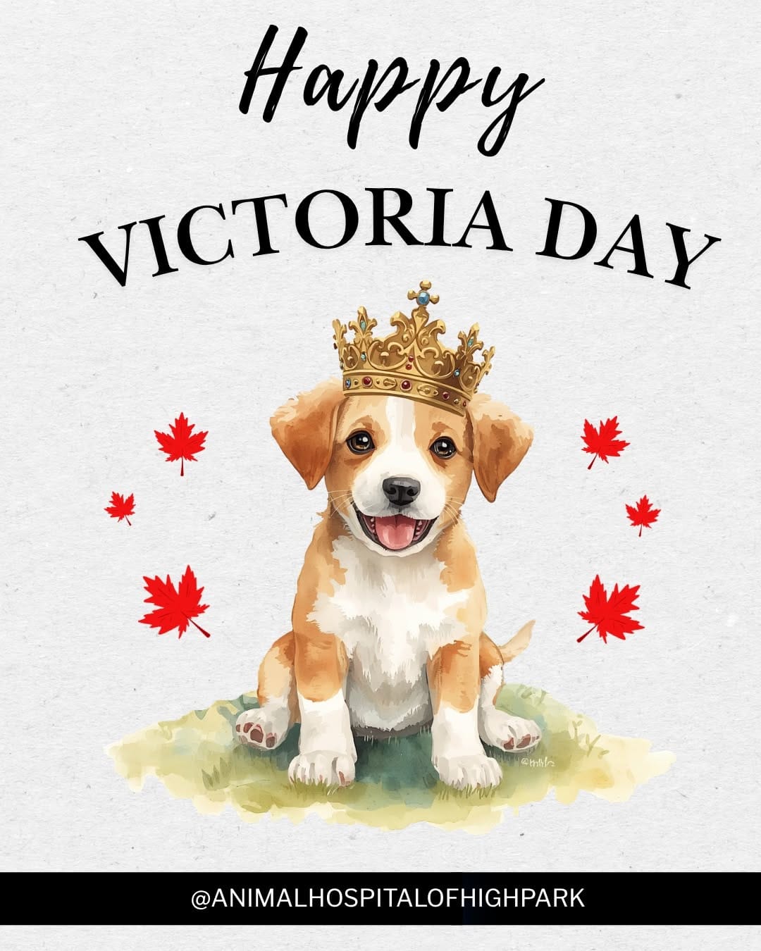 Post 2 by Animal Hospital Of High Park on Instagram (image)