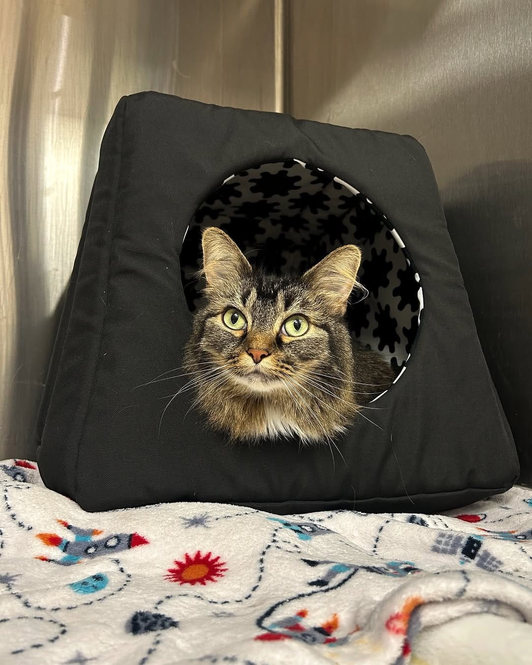 Post 10 by Animal Hospital Of High Park on Instagram (carousel)