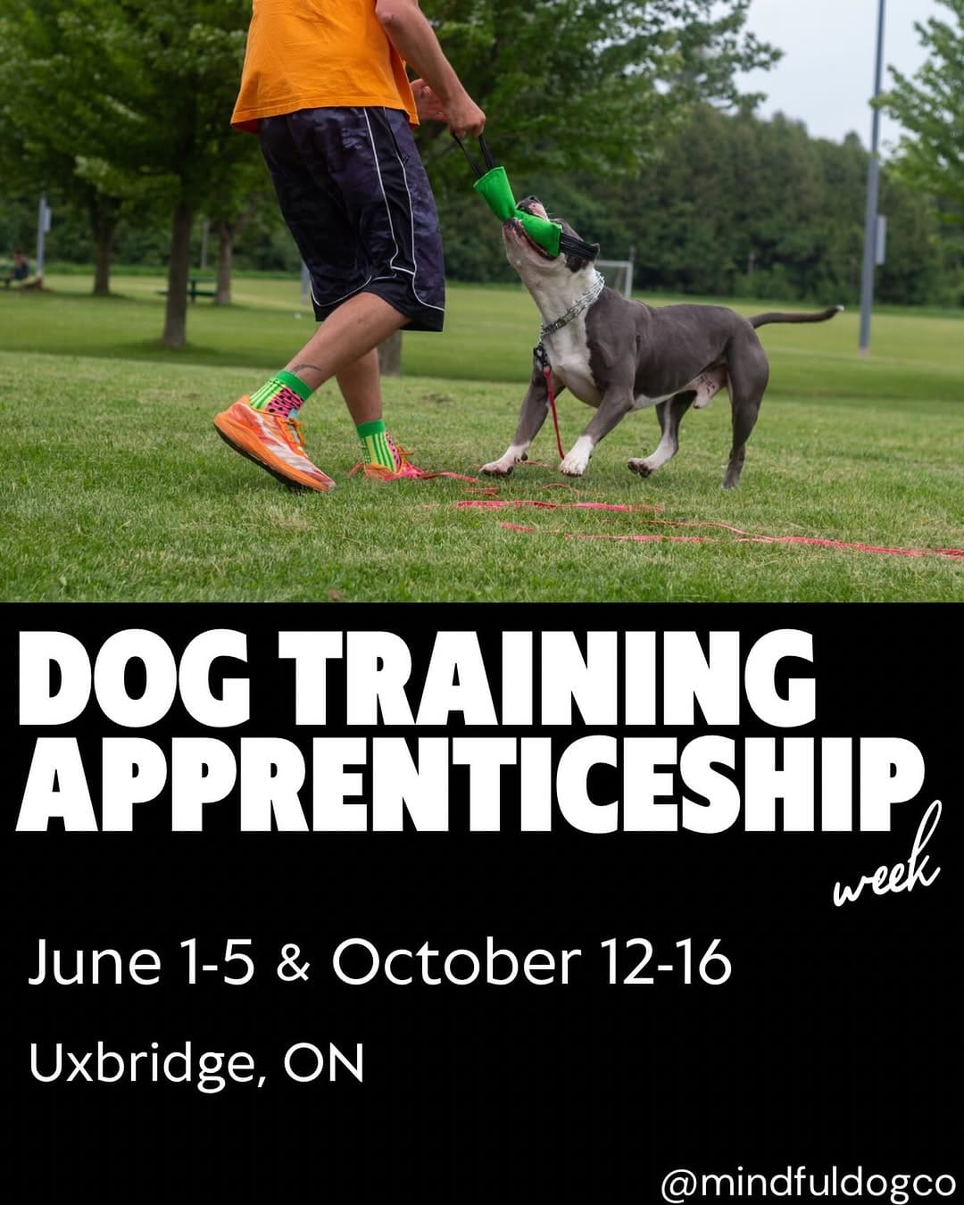 Post 10 by Mindful Dog Co • dog training & care on Instagram (image)