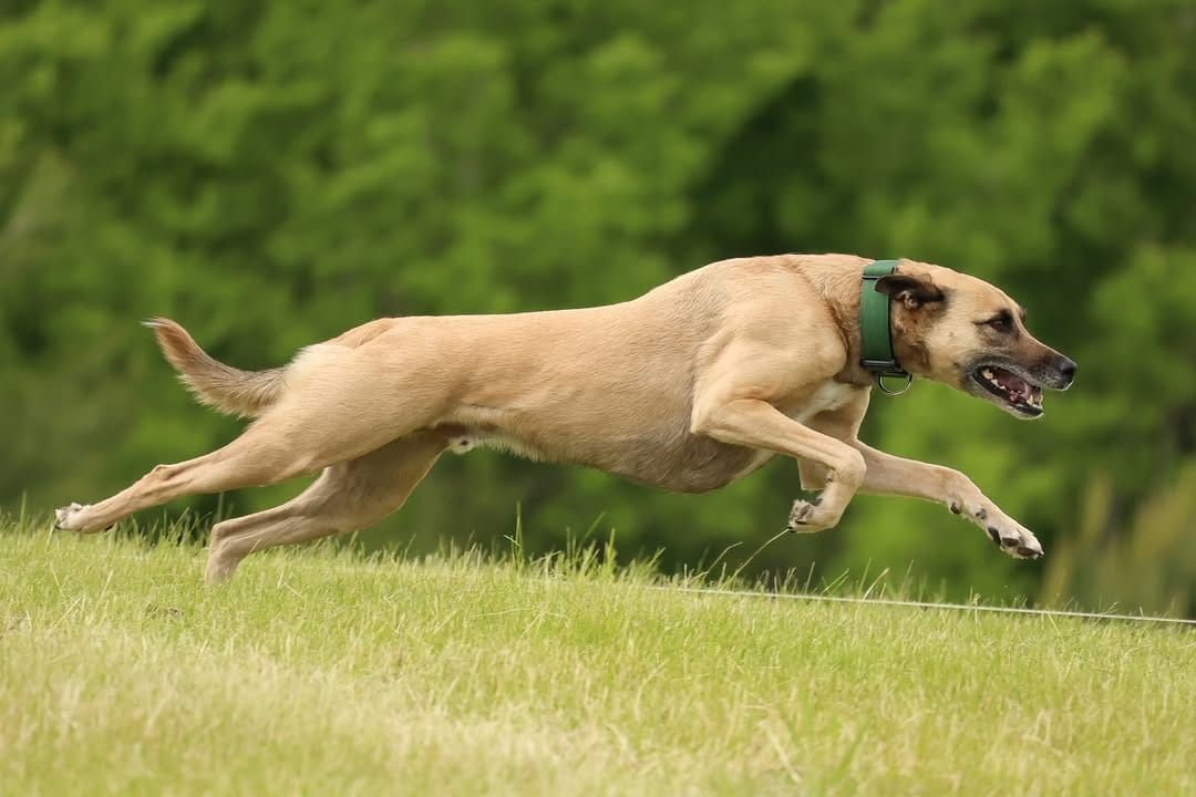 Post 8 by Mindful Dog Co • dog training & care on Instagram (carousel)