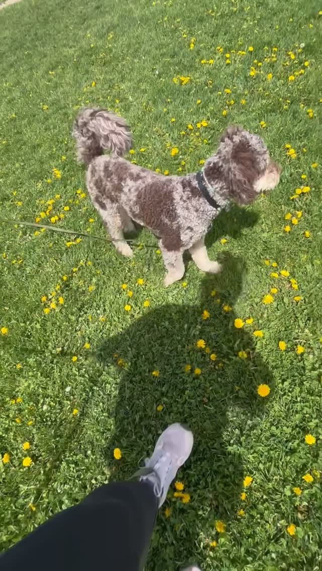 Post 2 by Mindful Dog Co • dog training & care on Instagram (video)