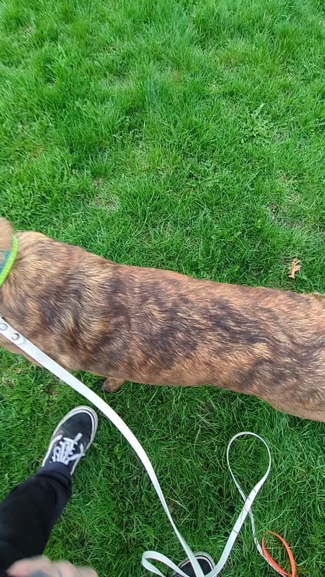 Post 5 by Mindful Dog Co • dog training & care on Instagram (video)