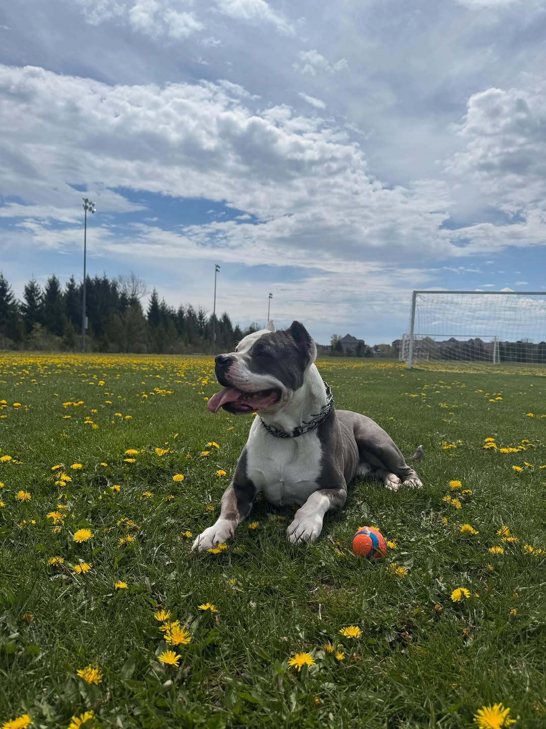 Post 3 by Mindful Dog Co • dog training & care on Instagram (carousel)