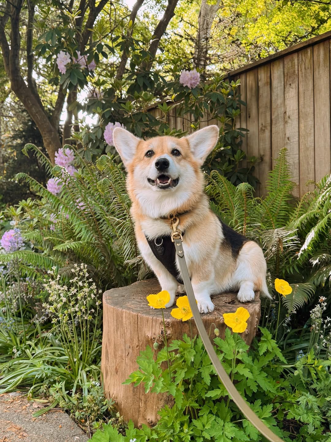 Post 6 by Chubberson (aka Chubs) on Instagram (image)